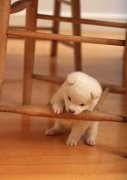 宠物狗狗可以喝奶粉吗？