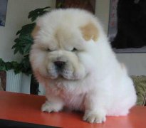 松狮为什么吃草？