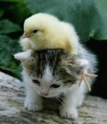猫猫有泪腺怎么办