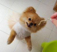 博美肠胃不好怎么办？