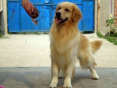怎么给金毛犬补钙？