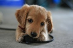 狗狗腿脚四肢无力怎么办?