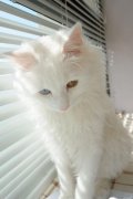 猫猫要剃毛吗？需要注意哪些事项？（图）