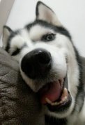 哈士奇补钙吃什么好？哈士奇怎么补钙？