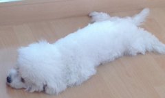 比熊前腿软怎么办？应该如何治疗？