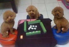 狗狗吃太多怎么办？（图）