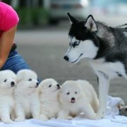 狗狗乱舔乱闻东西怎么办？（图）