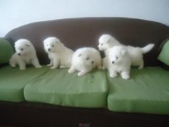 如何喂养幼犬？（图）