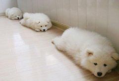 狗狗需要补充哪些营养？（图）