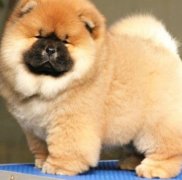松狮如何补钙（图）