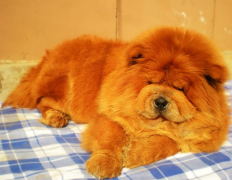 狗狗吃多了怎么办