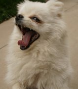 狗狗怀孕吃什么好