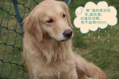 金毛喂养注意事项（图）