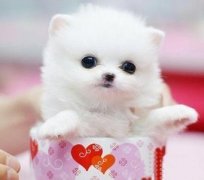 茶杯犬怀孕怎么办（图）