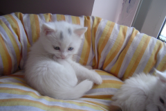 哺乳期幼猫吃什么好？猫营养膏哪个好？