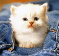新生小猫怎么喂养？猫营养膏什么时候喂？