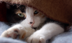 猫吃什么好？猫吃营养膏好吗？