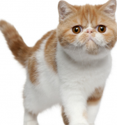 短毛猫吃哪种营养膏