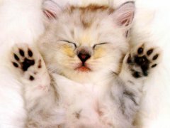猫咪喝奶粉吗？猫咪喝什么奶粉好？