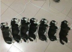 狗狗没奶水怎么办？
