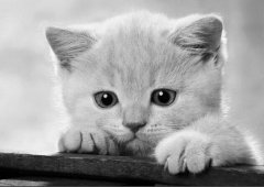 小奶猫喂什么好？