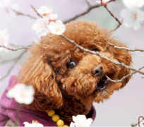 泰迪脚扭伤怎么办