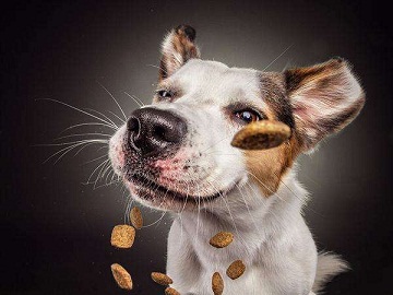 谷登肠胃宝益生菌 正确呵护爱犬肠胃